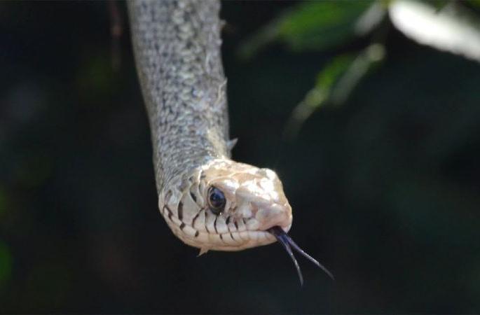 For this reason, snake breeding is necessary | ‘या’ कारणासाठी सापांचे संवर्धन आवश्यक