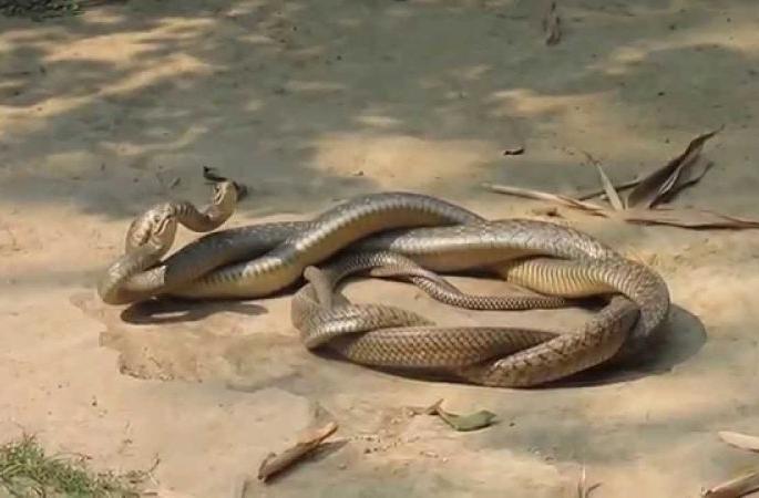 Snake romance in the forest of Melghat; Passengers on the way also stumbled | मेळघाटच्या जंगलात धामणची प्रणयक्रीडा; मार्गावरील प्रवासीही थबकले