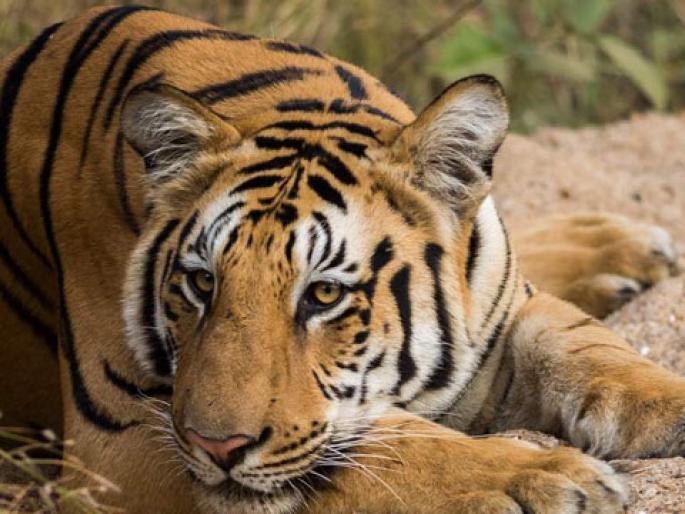 Forests in the state do not have their own shooter; Calling a private shooter in Yavatmal, Hyderabad | राज्यातील वनखात्याकडे स्वत:चा शूटरही नाही; यवतमाळमध्ये हैदराबादच्या खासगी शूटरला पाचारण Forests in the state do not have their own shooter; Calling a private shooter in Yavatmal, Hyderabad | राज्यातील वनखात्याकडे स्वत:चा शूटरही नाही; यवतमाळमध्ये हैदराबादच्या खासगी शूटरला पाचारण