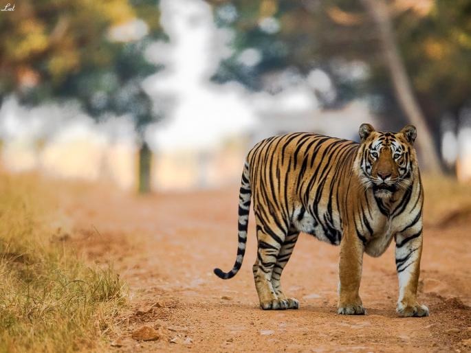 Search campaign for tiger in Chandrapur district | वनविभागाची चंद्रपूर जिल्ह्यात वाघासाठी सर्च मोहीम Search campaign for tiger in Chandrapur district | वनविभागाची चंद्रपूर जिल्ह्यात वाघासाठी सर्च मोहीम