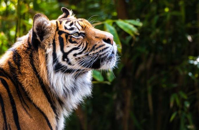 Tiger visits VVIP government guest house in Chikhaldara, Amravati district | चिखलदऱ्याच्या शासकीय व्हीव्हीआयपी विश्रामगृहात आले वाघोबा Tiger visits VVIP government guest house in Chikhaldara, Amravati district | चिखलदऱ्याच्या शासकीय व्हीव्हीआयपी विश्रामगृहात आले वाघोबा