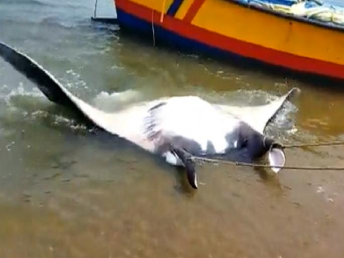 1500 kg giant teak fish caught in fishermans net in anakapalli | मच्छिमारांच्या जाळ्यात अडकला 1500 किलोचा मासा, किंमत ऐकून व्हाल आश्चर्यचकित! 1500 kg giant teak fish caught in fishermans net in anakapalli | मच्छिमारांच्या जाळ्यात अडकला 1500 किलोचा मासा, किंमत ऐकून व्हाल आश्चर्यचकित!