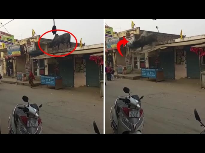 Angry bull climb on the roof of the house jumped on the road watch video | घराच्या छतावर चढला संतापलेला वळू, तिथूनच खाली मारली उडी आणि मग.... Angry bull climb on the roof of the house jumped on the road watch video | घराच्या छतावर चढला संतापलेला वळू, तिथूनच खाली मारली उडी आणि मग....