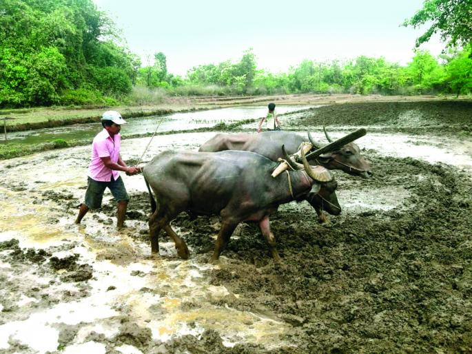 Sowing of beers due to rain, sowing speed in Banda area | पावसामुळे बळीराजा लागला कामाला, बांदा परिसरात पेरणीला वेग Sowing of beers due to rain, sowing speed in Banda area | पावसामुळे बळीराजा लागला कामाला, बांदा परिसरात पेरणीला वेग