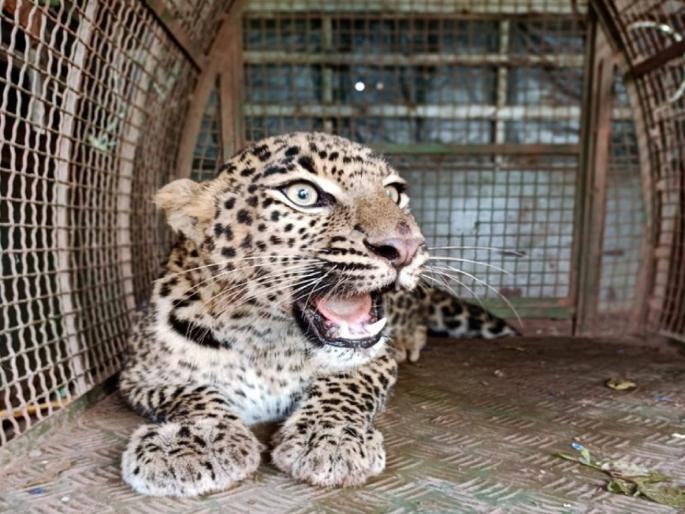 Rescue of a leopard stuck in a cage in Rajapur | राजापुरात फासकीत अडकलेल्या बिबट्याची सुटका Rescue of a leopard stuck in a cage in Rajapur | राजापुरात फासकीत अडकलेल्या बिबट्याची सुटका