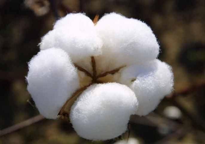 Why ‘Allergy’ to ‘Non FQ Cotton’? | ‘नॉन एफएक्यू कॉटन’ची ‘अ‍ॅलर्जी’ का?