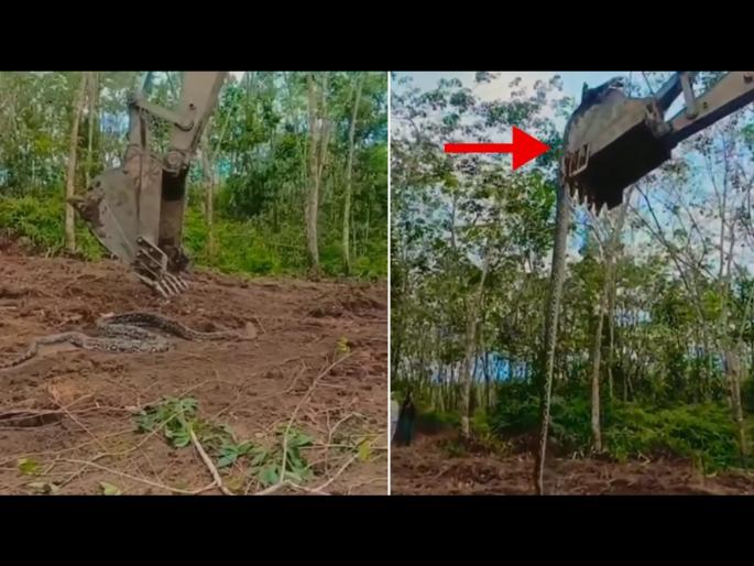 Snake Video : JCB machine had to be called to remove dangerous python | खतरनाक अजगराला काढण्यासाठी बोलवावी लागली जेसीबी मशीन, बघा पुढे काय झालं! Snake Video : JCB machine had to be called to remove dangerous python | खतरनाक अजगराला काढण्यासाठी बोलवावी लागली जेसीबी मशीन, बघा पुढे काय झालं!