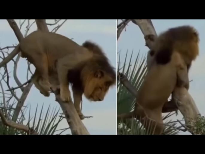 Lion forgot to get down from tree after climbing slipped and fell badly | VIDEO : झाडावर चढून खाली कसं उतरावं विसरला जंगलाचा राजा सिंह आणि मग... Lion forgot to get down from tree after climbing slipped and fell badly | VIDEO : झाडावर चढून खाली कसं उतरावं विसरला जंगलाचा राजा सिंह आणि मग...