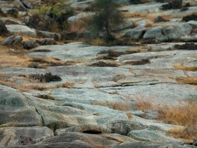Optical illusion can you find leopard in this photo in 13 seconds | तुमची नजर तीक्ष्ण आहे असं वाटत असेल तर 13 सेकंदात या फोटोतील बिबट्या शोधून दाखवा!