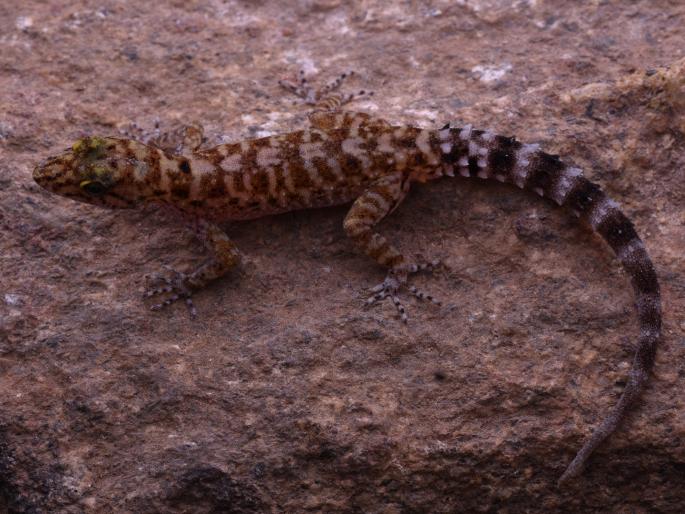 Discovery of a Pali species with a reticulate pattern on the back, Two small researchers from Satara also participated in the research | पाठीवर जाळीदार नक्षी असलेल्या पालीच्या प्रजातीचा शोध, संशोधनात साताऱ्यातील दोन चिमुकले संशोधकही सहभागी Discovery of a Pali species with a reticulate pattern on the back, Two small researchers from Satara also participated in the research | पाठीवर जाळीदार नक्षी असलेल्या पालीच्या प्रजातीचा शोध, संशोधनात साताऱ्यातील दोन चिमुकले संशोधकही सहभागी