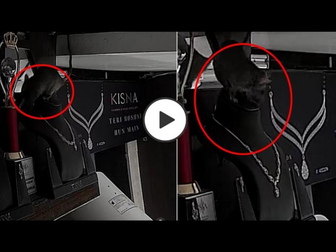 Rat steals diamond necklace in the dark night cctv footage goes viral | अरे देवा! उंदराने रात्रीच्या अंधारात चोरी केला डायमंड नेकलेस, CCTV फुटेज व्हायरल Rat steals diamond necklace in the dark night cctv footage goes viral | अरे देवा! उंदराने रात्रीच्या अंधारात चोरी केला डायमंड नेकलेस, CCTV फुटेज व्हायरल