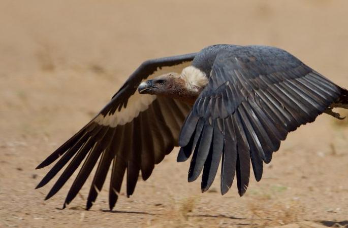 An increase in the number of endangered vultures in the country | देशातील लुप्त होणाऱ्या गिधाडांच्या संख्येत वाढ An increase in the number of endangered vultures in the country | देशातील लुप्त होणाऱ्या गिधाडांच्या संख्येत वाढ
