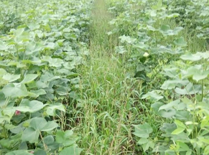 The crops begin to yellow; Farmers worried! | पिके पडू लागली पिवळी; शेतकरी चिंतेत !