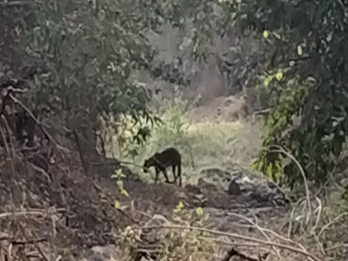 Leopard arrest by forest department at Thakur Pimpri in Khed taluka | खेड तालुक्यातील ठाकुर पिंपरी येथे बिबट्या जेरबंद Leopard arrest by forest department at Thakur Pimpri in Khed taluka | खेड तालुक्यातील ठाकुर पिंपरी येथे बिबट्या जेरबंद