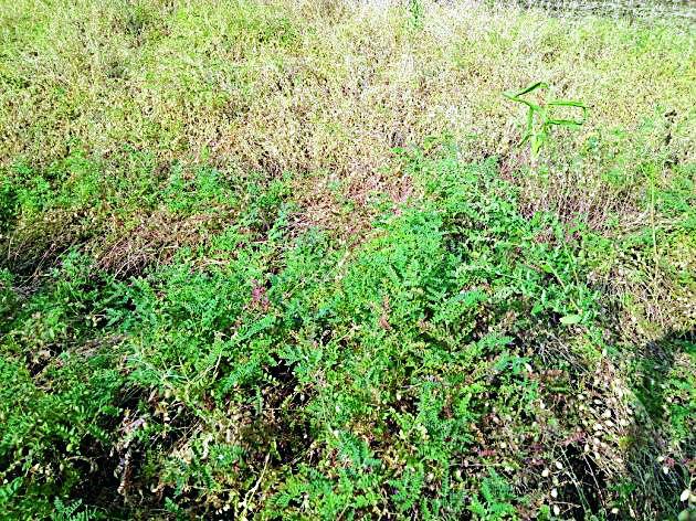 Rusty losses in hazardous waste | धारणीत गारपिटीने रबीचे नुकसान Rusty losses in hazardous waste | धारणीत गारपिटीने रबीचे नुकसान