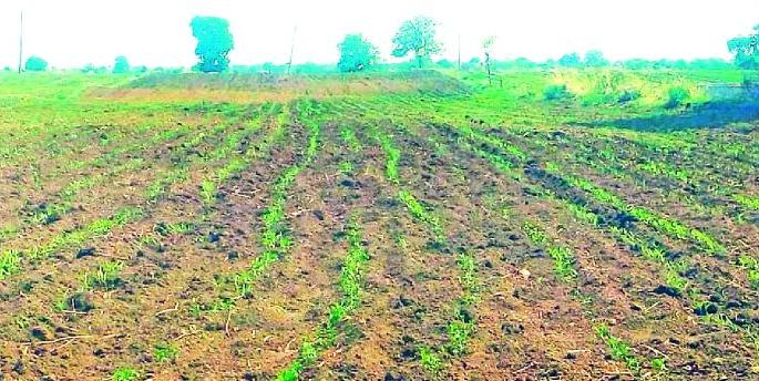 The look in the sky in the sky | धारणीत नजरा आकाशाकडे