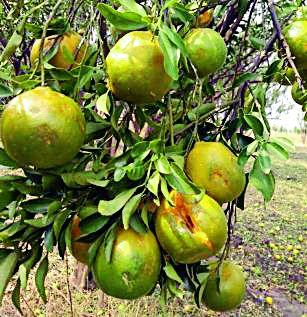 Low rate in hilly areas | गारपीट न झालेल्या भागातही कमी दर Low rate in hilly areas | गारपीट न झालेल्या भागातही कमी दर