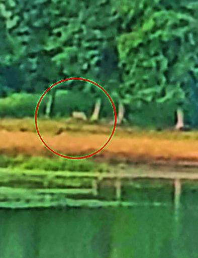 View of Leader Tigers during the Pohra-Chirodi Safari | पोहरा-चिरोडीत सफारीदरम्यान पट्टेदार वाघांचे दर्शन View of Leader Tigers during the Pohra-Chirodi Safari | पोहरा-चिरोडीत सफारीदरम्यान पट्टेदार वाघांचे दर्शन