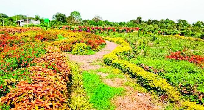 Achalpur Municipal Council garbage depot becomes 'Nandvanvan' | अचलपूर नगर परिषदेचा कचरा डेपो बनले ‘नंदनवन’