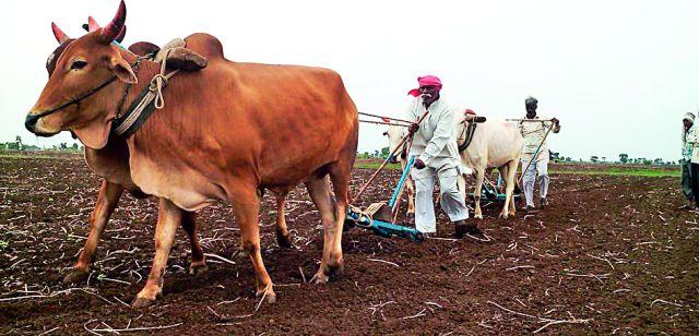 Gargoyle | मशागतीची लगबग Gargoyle | मशागतीची लगबग