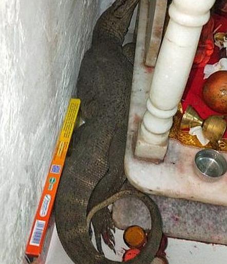 A four-foot-long scorpion was sitting in the temple | देवघरात दडून बसली होती चार फूट लांबीची घोरपड A four-foot-long scorpion was sitting in the temple | देवघरात दडून बसली होती चार फूट लांबीची घोरपड