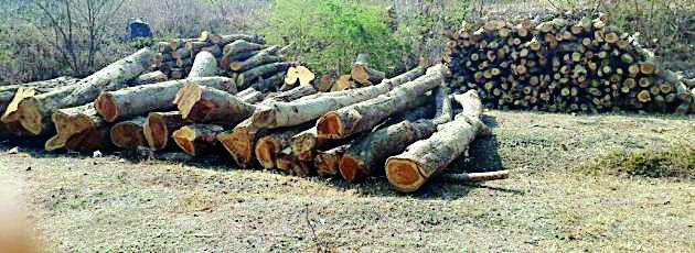 Against the executive engineer of NAIE | ‘न्हाइ’च्या कार्यकारी अभियंत्याविरुद्ध वनगुन्हा Against the executive engineer of NAIE | ‘न्हाइ’च्या कार्यकारी अभियंत्याविरुद्ध वनगुन्हा