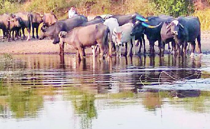 Water of Upper Wardha dam in Tivasa taluka | तिवसा तालुक्यात अप्पर वर्धा धरणाचे पाणी दाखल Water of Upper Wardha dam in Tivasa taluka | तिवसा तालुक्यात अप्पर वर्धा धरणाचे पाणी दाखल