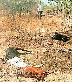 With the consumption of pomegranate, 10 goats are dugane | हिवराच्या शेंगा खाल्याने दहा बकऱ्या दगावल्या