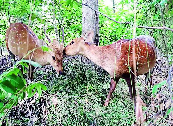 Coca-Cola reservoir dry | कोका अभयारण्यातील वनतलाव कोरडे Coca-Cola reservoir dry | कोका अभयारण्यातील वनतलाव कोरडे