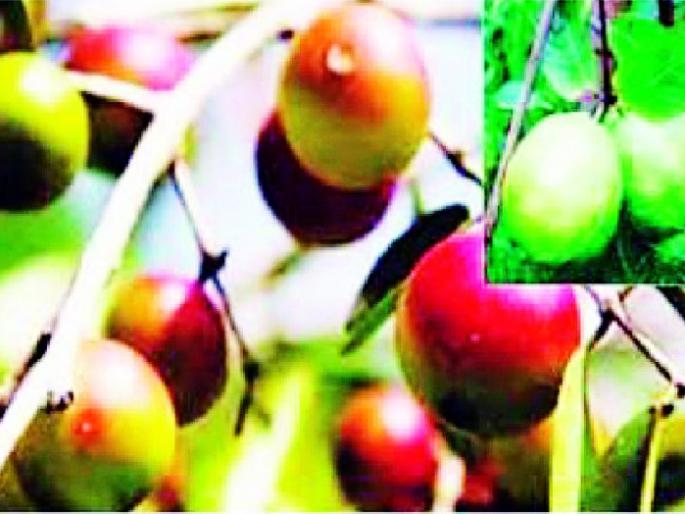 Fruit trees need to be planted in the forest | जंगलात फळझाडांची लागवड गरजेची Fruit trees need to be planted in the forest | जंगलात फळझाडांची लागवड गरजेची