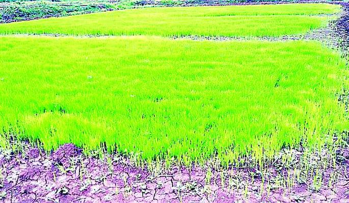 Release the water of the Pench and Bavanthadi Project for the plantation | रोवणीसाठी पेंच व बावनथडी प्रकल्पाचे पाणी सोडा