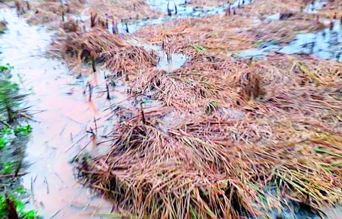 The return rains have affected the farmers | अन्‌ परतीच्या पावसाने केला शेतकऱ्यांचा घात