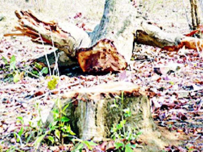 Forest conditions, forest smuggler become rich | जंगलाचे हाल, वनतस्कर मालामाल