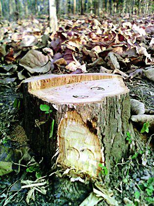 Often smuggling of valuable savory trees | मौल्यवान सागवन वृक्षांची खुलेआम तस्करी Often smuggling of valuable savory trees | मौल्यवान सागवन वृक्षांची खुलेआम तस्करी