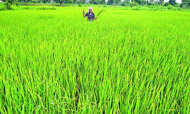 The worry of farmers increased | शेतकऱ्यांची चिंता वाढली The worry of farmers increased | शेतकऱ्यांची चिंता वाढली