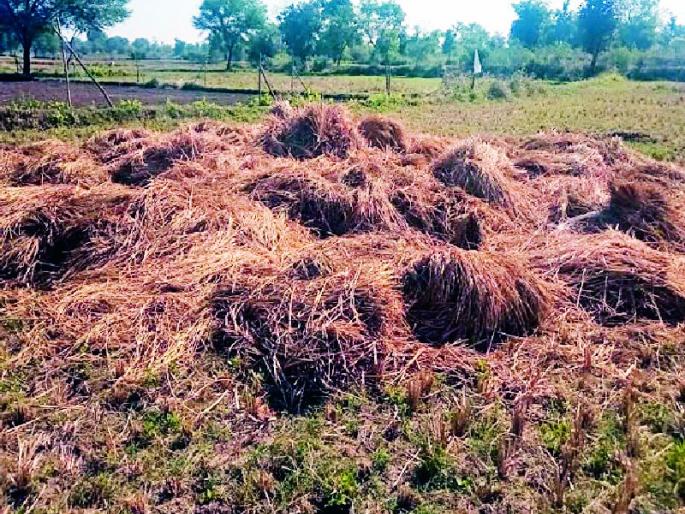 wild boar | सुकळीत रानडुकरांचा हैदोस wild boar | सुकळीत रानडुकरांचा हैदोस