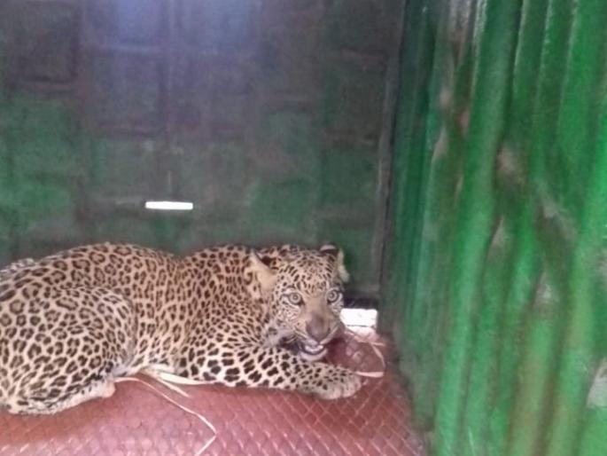In one month, the fourth leopard was caught in one place | एका महिन्यात एकाच ठिकाणी चौथा बिबट्या पकडला