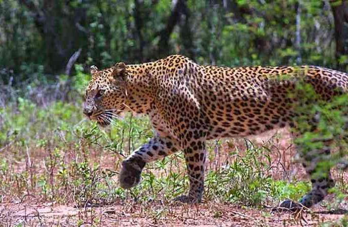 A youth was abducted by a leopard near Kohok | कोहोकडीत बिबट्याने केले युवकाचे अपहरण, पोलीस-वन विभागाच्या वतीने शोध सुरू A youth was abducted by a leopard near Kohok | कोहोकडीत बिबट्याने केले युवकाचे अपहरण, पोलीस-वन विभागाच्या वतीने शोध सुरू