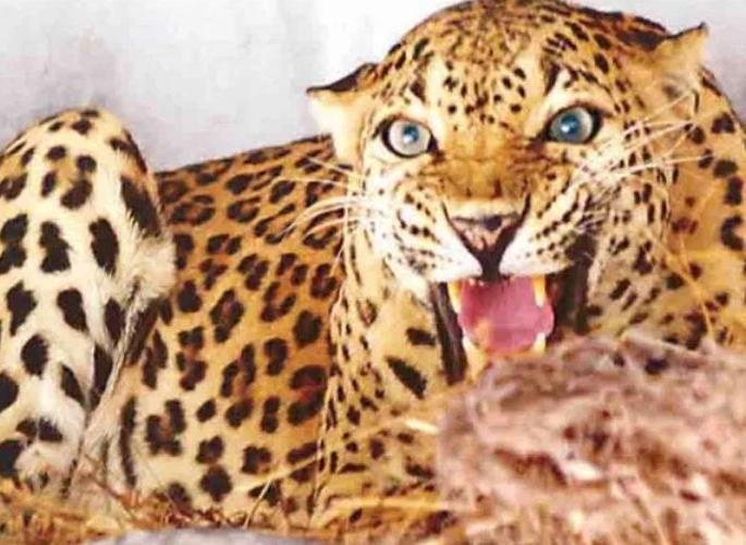 A bull is killed in a leopard attack | बिबट्याच्या हल्ल्यात गोऱ्हा ठार