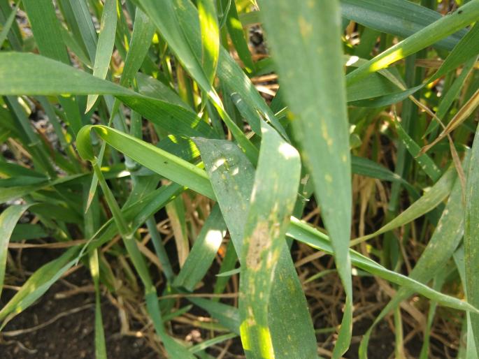 Influence of copper disease on wheat | गव्हावर तांबेरा रोगाचा प्रादुर्भाव Influence of copper disease on wheat | गव्हावर तांबेरा रोगाचा प्रादुर्भाव