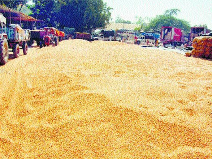 Closing of maize purchases in Yeola | येवल्यातील मका खरेदी बंद Closing of maize purchases in Yeola | येवल्यातील मका खरेदी बंद
