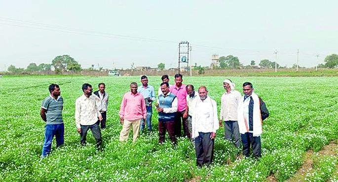 25 farmers cultivate flaxseed | २५ शेतकऱ्यांनी फुलवली जवसाची शेती