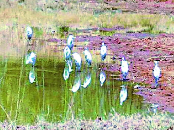 In addition to the citizens of the district, animal-birds also suffer from heat burners | जिल्ह्यातील नागरिकांसह, पशु-पक्ष्यांनाही उन्हाच्या दाहकतेचा फटका