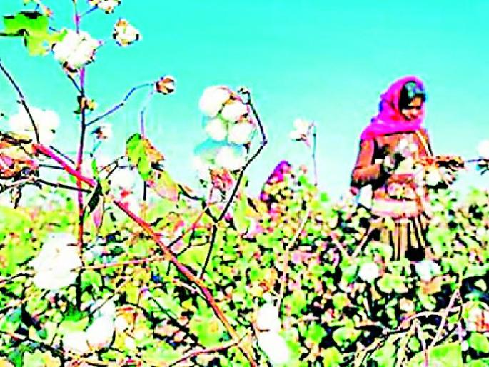 Take ten for five, but come for a cotton swab | पाच म्हणता दहा घ्या, पण कापूस वेचणीसाठी या