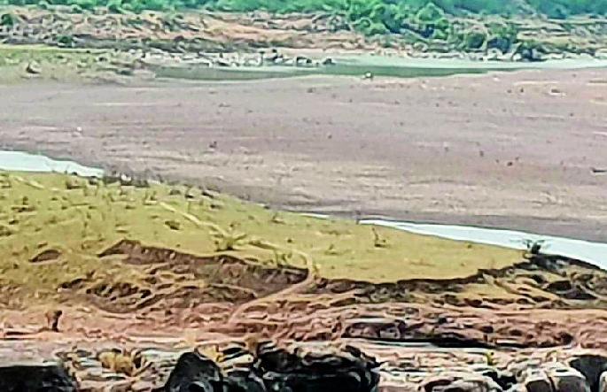 The nature of the dude in the river Vardhaini Wardha | जीवनदायिनी वर्धा नदीला डबक्याचे स्वरूप