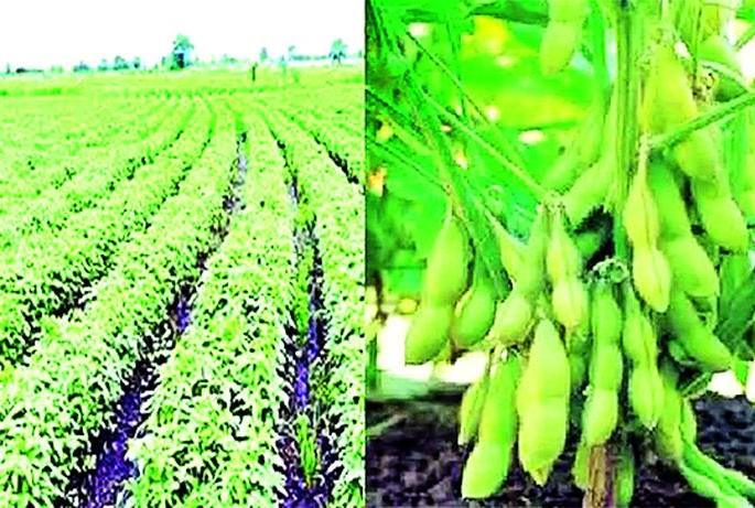 Instant soybeans; Farmers' goods even when it rains | झटपट सोयाबीन; पाऊस कधीही झाला तरी शेतकरी मालामाल
