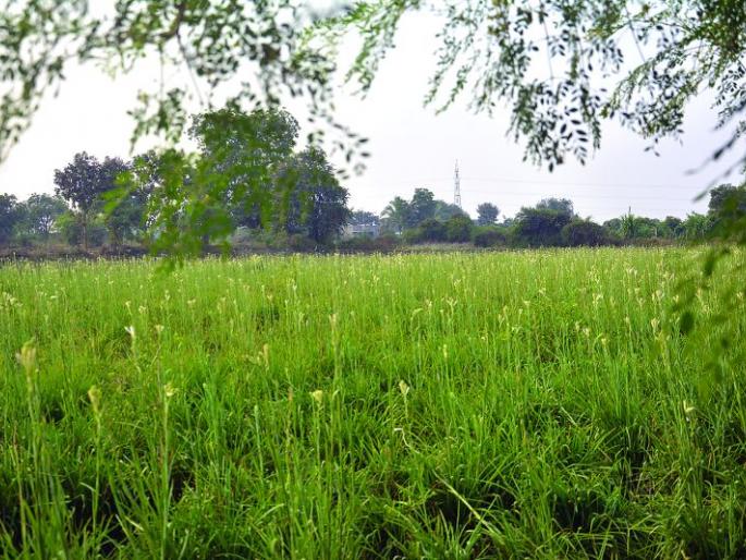 Production of 10 lakhs in one acre year from flower farming | फूल शेतीतून एका एकरात वर्षाला १० लाखांचे उत्पादन Production of 10 lakhs in one acre year from flower farming | फूल शेतीतून एका एकरात वर्षाला १० लाखांचे उत्पादन