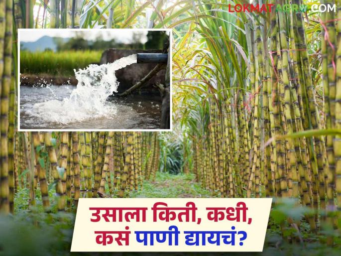 sugarcane crop farmer water management agriculture more yield | Sugarcane : ऊस पिकाचे पाणी व्यवस्थापन कसे करावे?