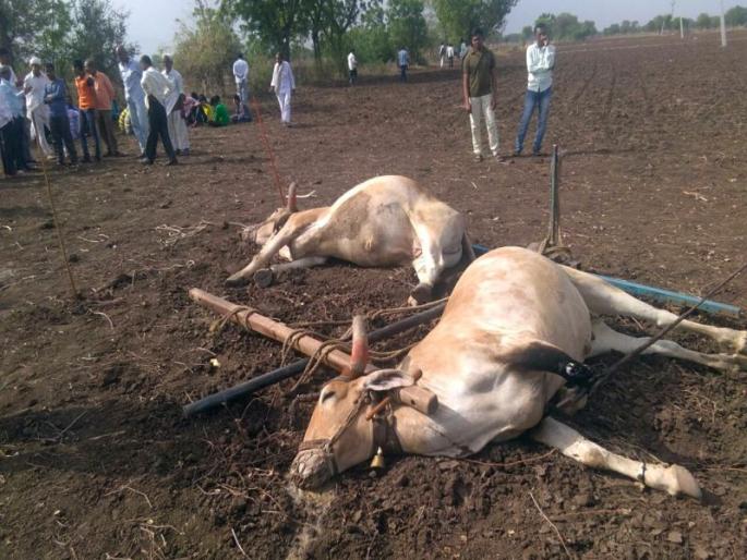 Bailjodi killed in electricity in Vardal | विजेच्या तारा अंगावर पडल्याने विरदेल येथील बैलजोडी ठार Bailjodi killed in electricity in Vardal | विजेच्या तारा अंगावर पडल्याने विरदेल येथील बैलजोडी ठार