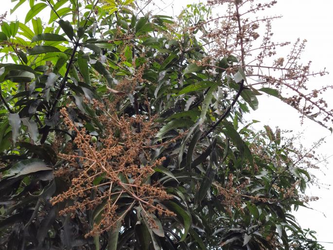 Due to unseasonal rains, mango blossom was prolonged | अवकाळी पावसामुळे आंब्याचा मोहोर लांबला Due to unseasonal rains, mango blossom was prolonged | अवकाळी पावसामुळे आंब्याचा मोहोर लांबला